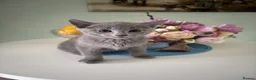 Russian Blue cats for sale: TICA PEDIGREE RUSSIAN BLUE KITTENS  - Advert 32