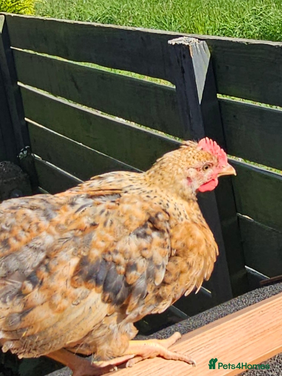 Chickens poultry for sale: 12 week old cockerels - Advert 11