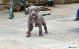 Mixed Breed dogs for sale: Small scruffy lurcher boys - Image 2