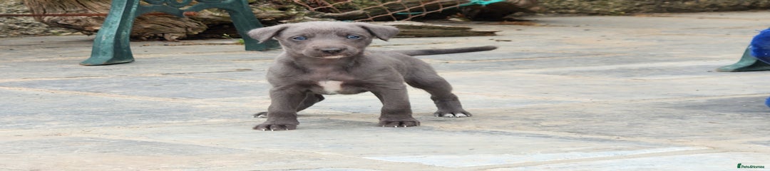 Mixed Breed Puppy 1