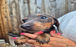 Miniature Dachshund dogs for sale: Miniature dachshund puppies  - Image 17