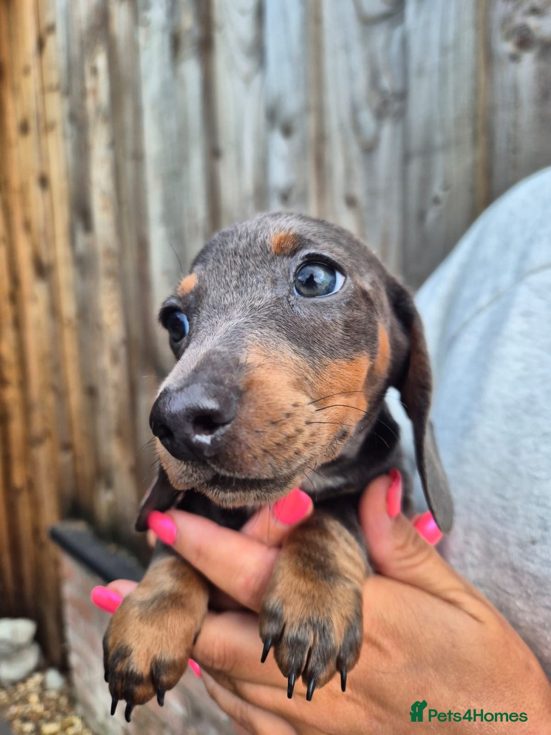 Miniature Dachshund dogs for sale: Miniature dachshund puppies  - Image 17
