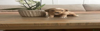 Cockapoo Puppy 2
