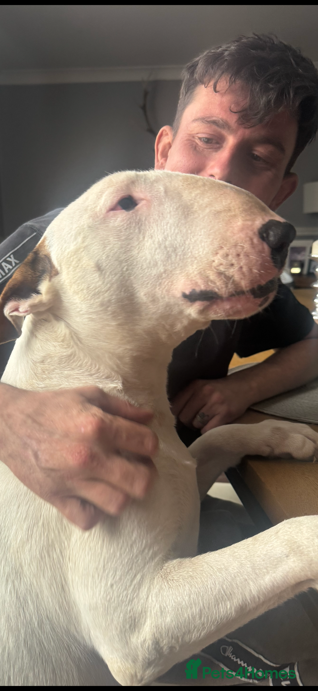 English Bull Terrier dogs for sale: English bull terriers 5 girls  - Advert 3