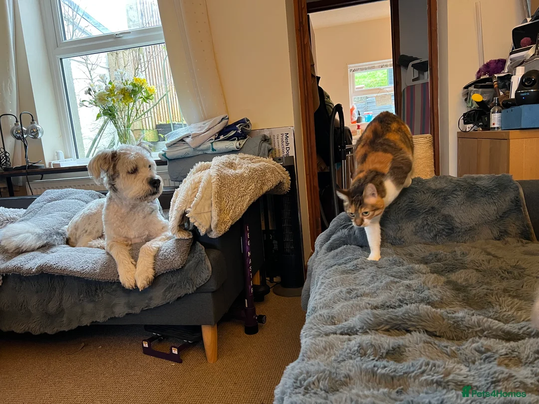 Mixed Breed dogs for adoption: Brian is looking for a home -Mioritic Shepherd  - Advert 21