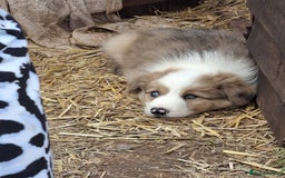 Border Collie dogs for sale: Collie Puppies - Image 3