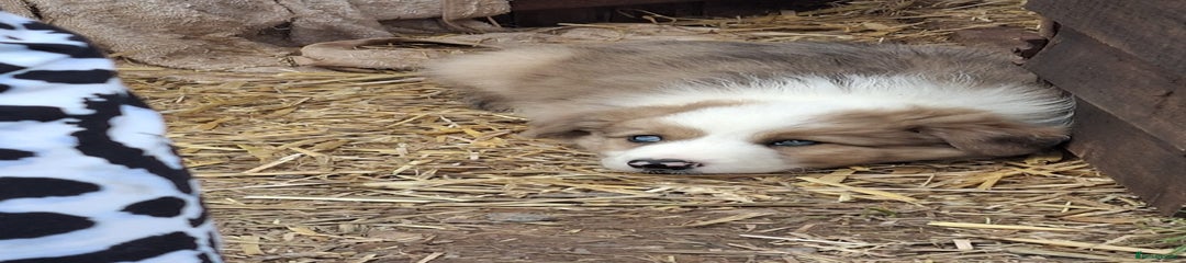 Border Collie Puppy 1