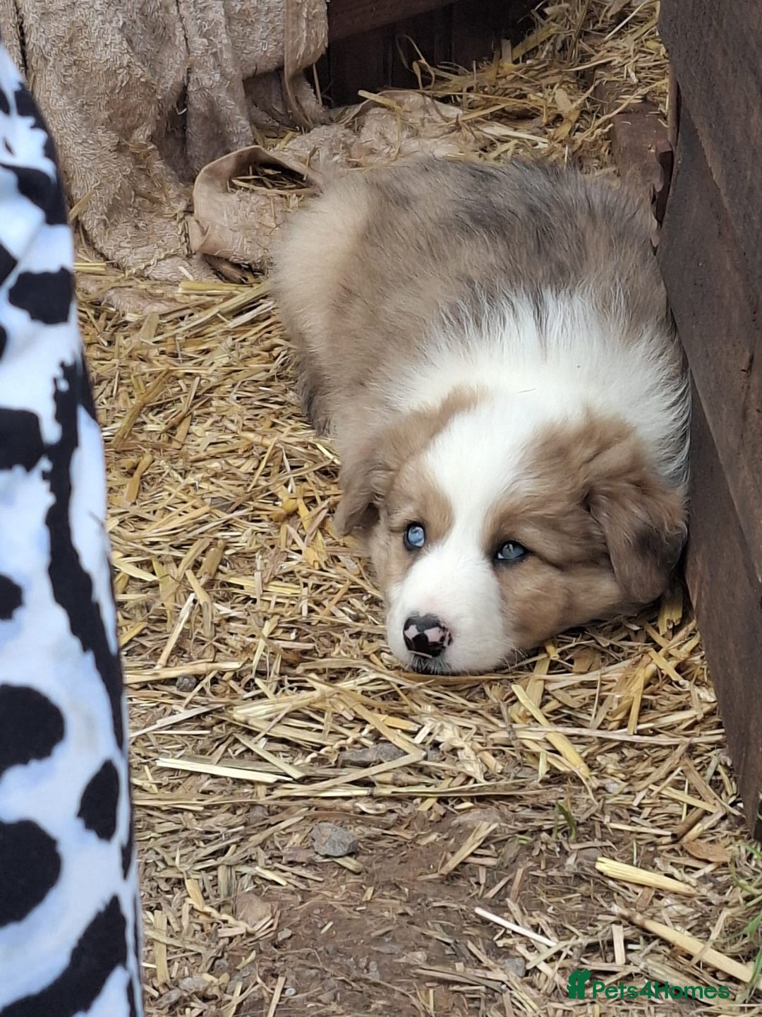 Border Collie dogs for sale: Collie Puppies - Image 3