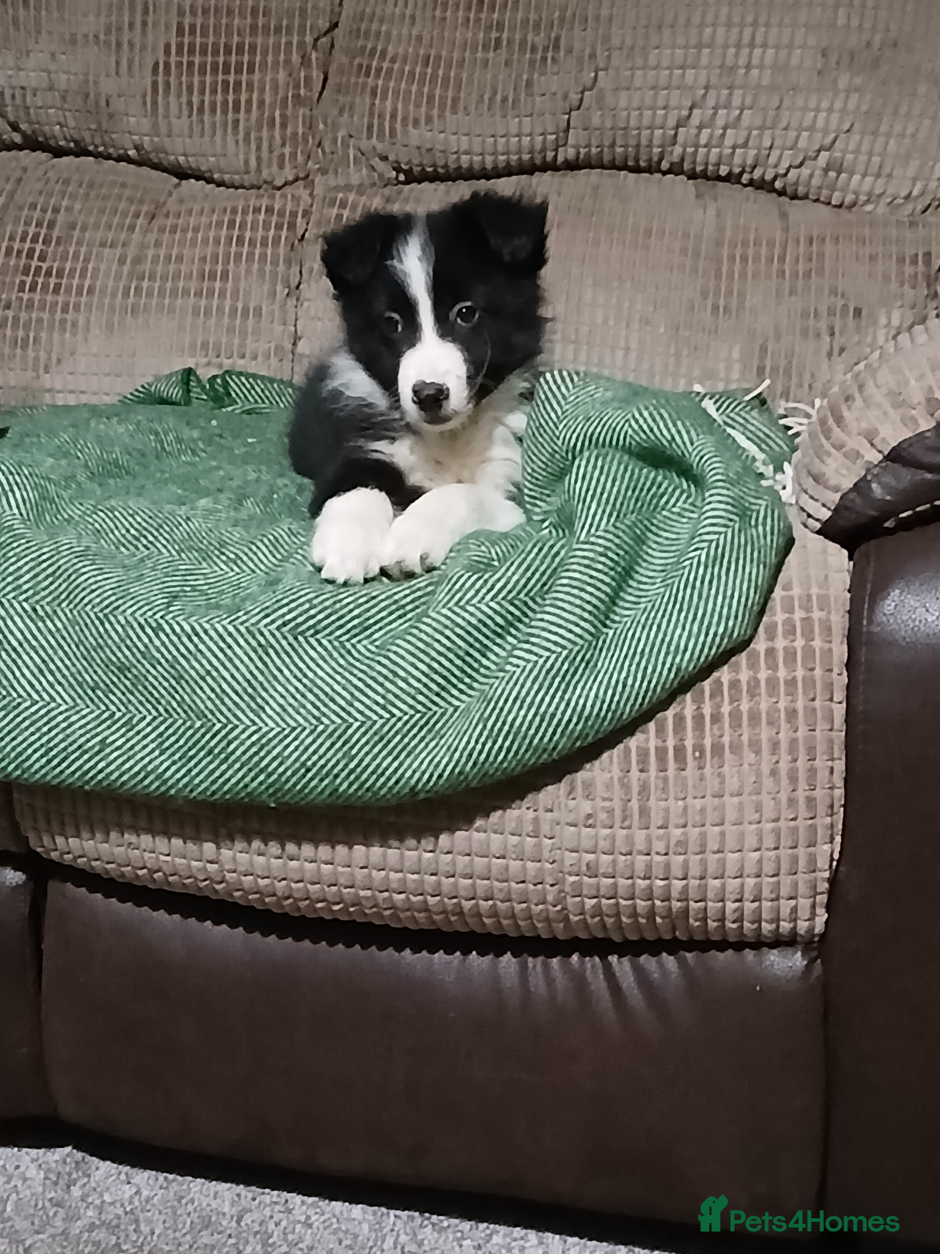 Mixed Breed dogs Beautiful lavender Merle border collie puppies  - Advert 18
