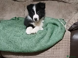 Mixed Breed dogs Beautiful lavender Merle border collie puppies - Advert 7