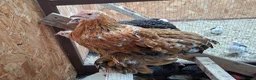 Chickens poultry for sale: Pekin Bantam Hens, Cuckoo & Millifleur - Advert 2