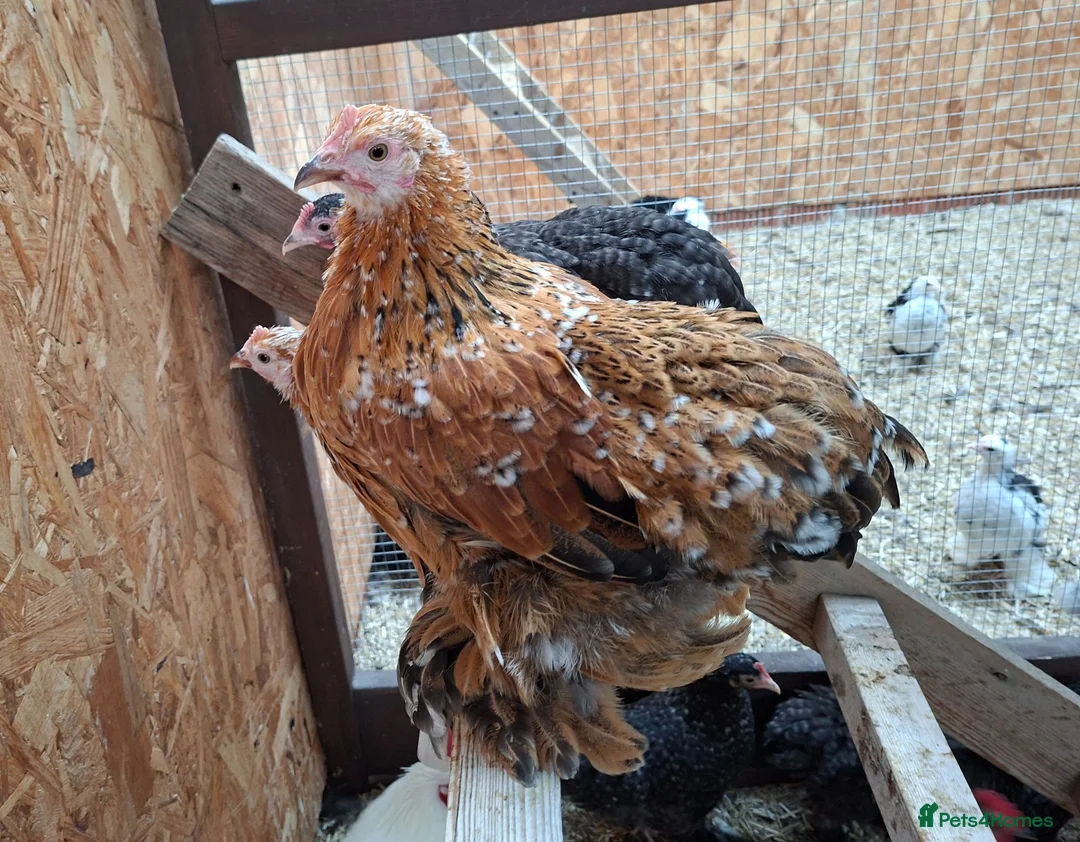 Chickens poultry for sale: Pekin Bantam Hens, Cuckoo & Millifleur - Advert 2