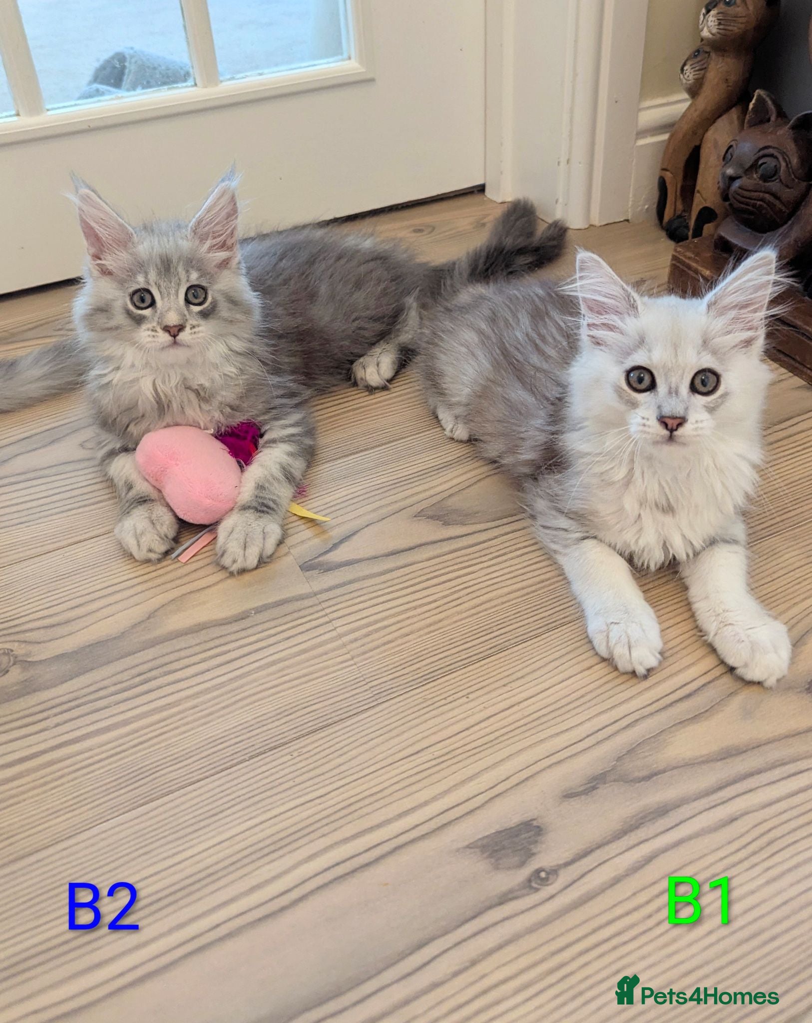 Maine Coon cats Male Maine Coon Kittens  - Advert 18