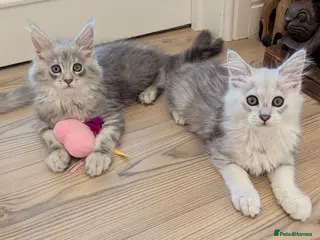 Maine Coon cats Male Maine Coon Kittens - Advert 18