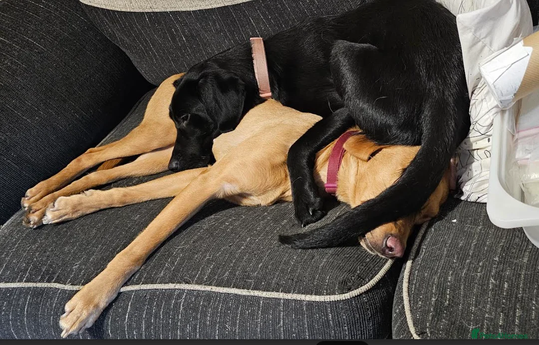 Labrador Retriever dogs for sale: Stunning 14 month old labby bitch - Advert 4