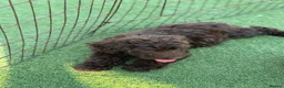 Cockapoo dogs for sale: Cockapoo f1 puppies  - Advert 9