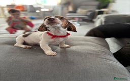 Mixed Breed dogs for sale: Gorgeous little boy dachshund cross jackrussell - Image 7