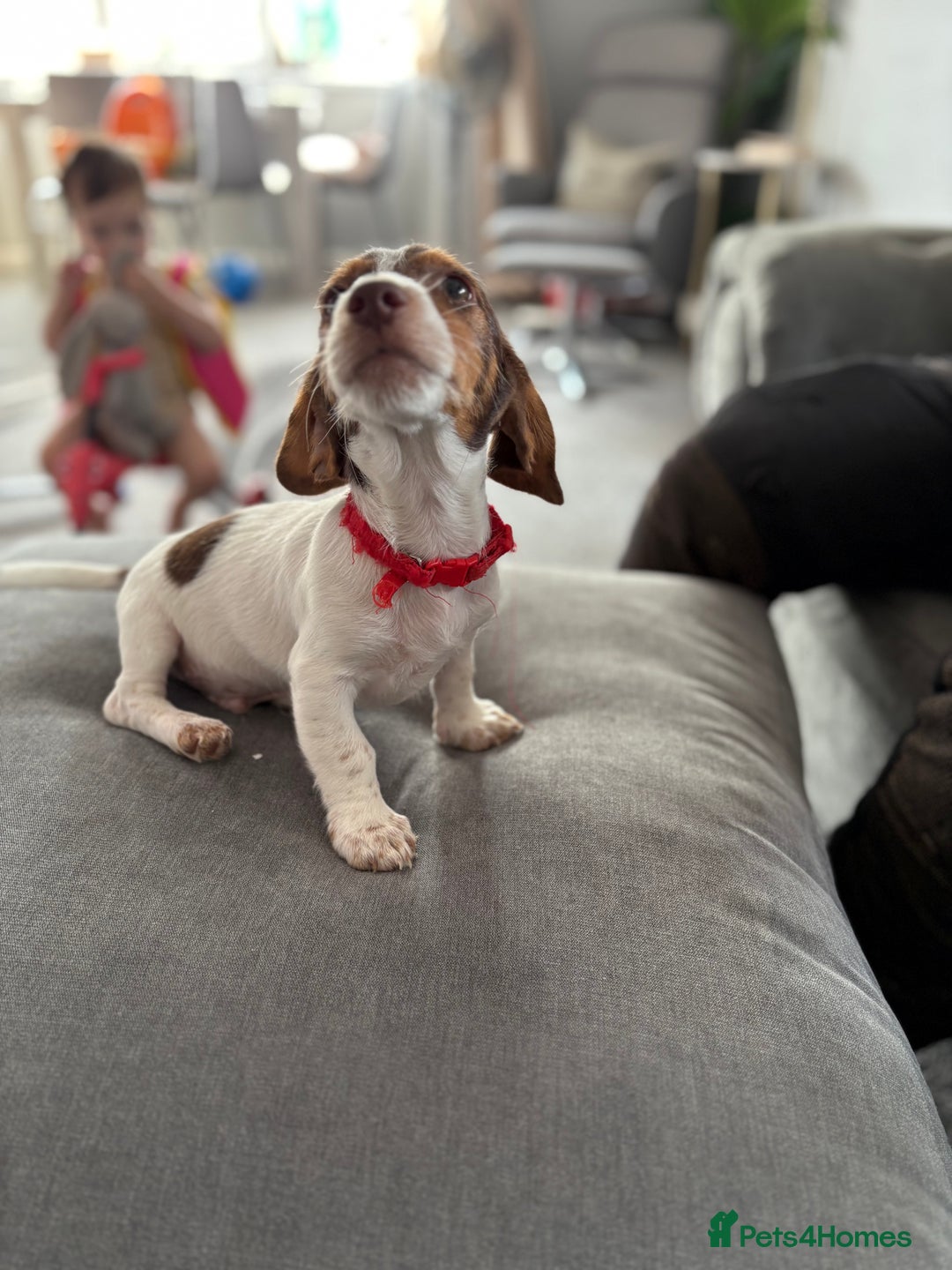 Mixed Breed dogs for sale: Gorgeous little boy dachshund cross jackrussell - Image 7