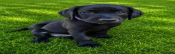 Labrador Retriever dogs for sale: KC Registered Pedigree Labrador Puppies - Advert 6