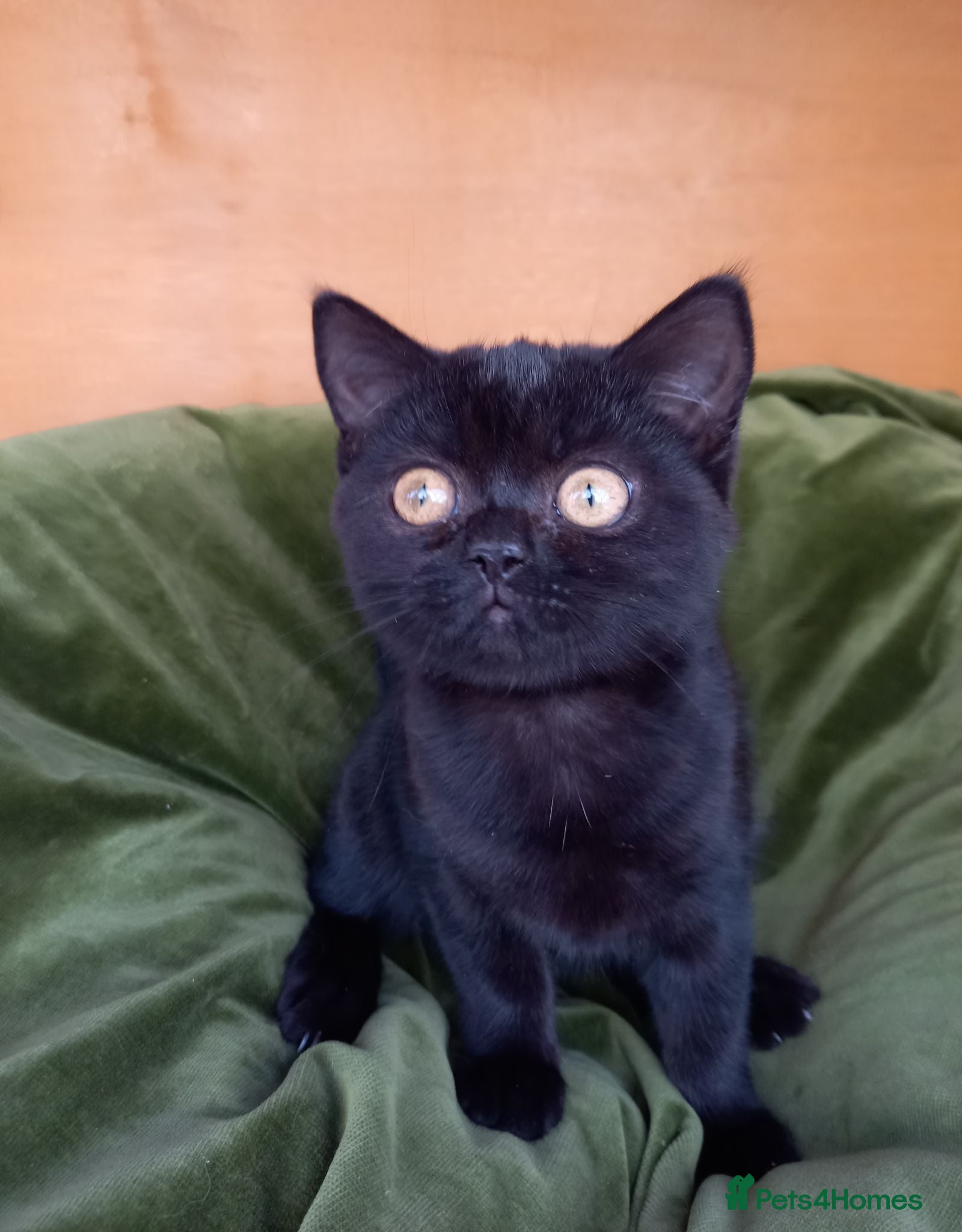 British Shorthair cats Super GCCF registered kittens  - Advert 1