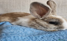 Mini Lion Lop rabbits for sale: Litter of mini lion lop rabbits - Image 8