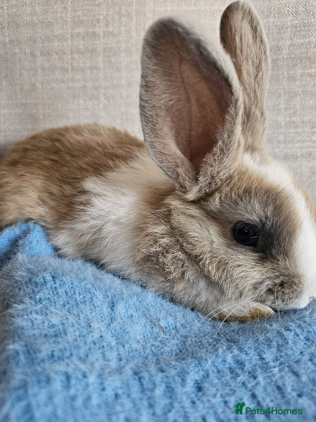 Mini Lion Lop rabbits for sale: Litter of mini lion lop rabbits - Image 8