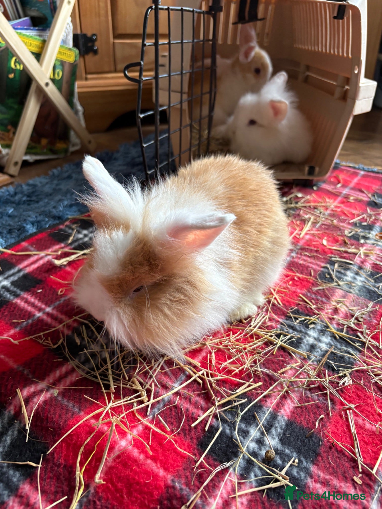 Lionhead rabbits 🐰Adorable Lionhead Rabbits🐰 - Advert 3