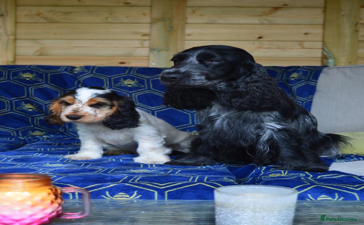 Cocker Spaniel dogs - Advert 2