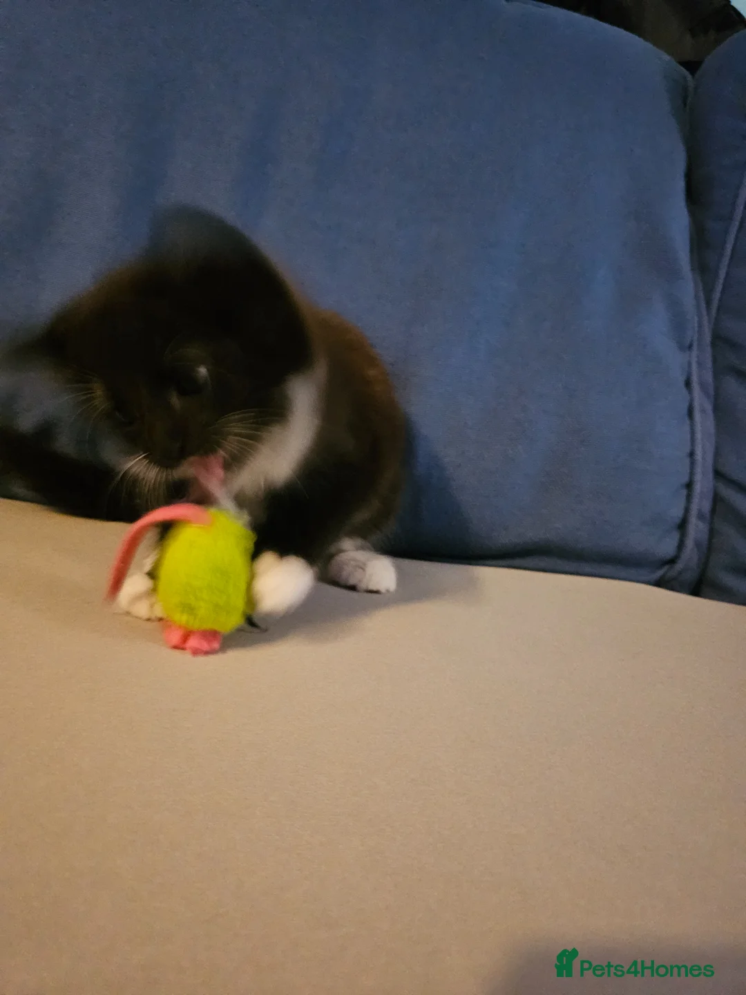 Mixed Breed cats for sale: Kittens 3 ready to leave now - Advert 2