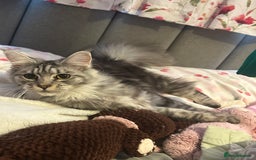Maine Coon cats for sale: Active Maine Coon Breeding Queen - Image 5