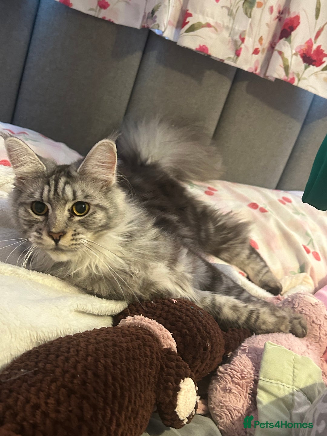 Maine Coon cats for sale: Active Maine Coon Breeding Queen - Image 5