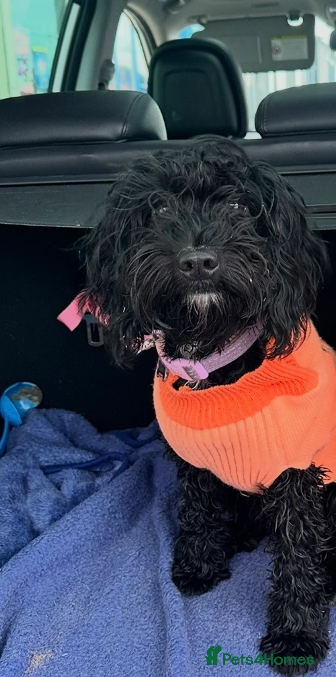 Cockapoo dogs for sale: 10 month old female cockapoo black  - Advert 1