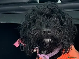 Cockapoo dogs 10 month old female cockapoo black - Advert 11