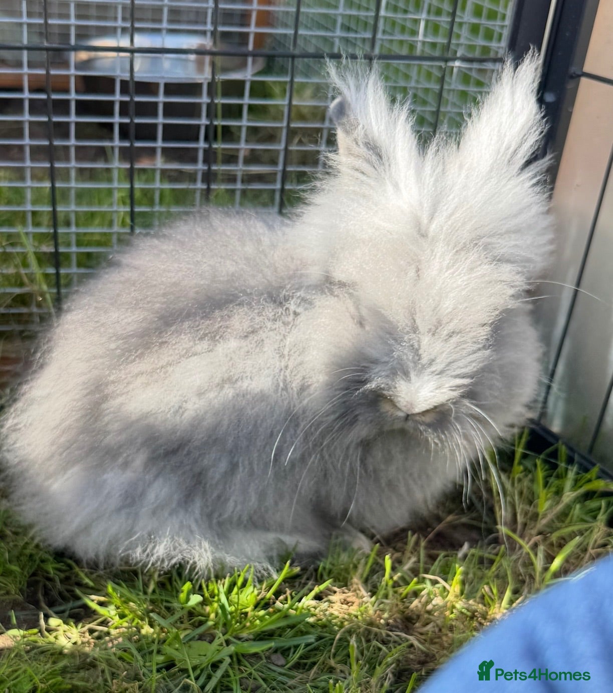 Lionhead rabbits Gorgeous purebred double-mane lionhead rabbits - Advert 5