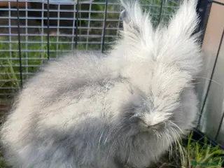 Lionhead rabbits Gorgeous purebred double-mane lionhead rabbits - Advert 5