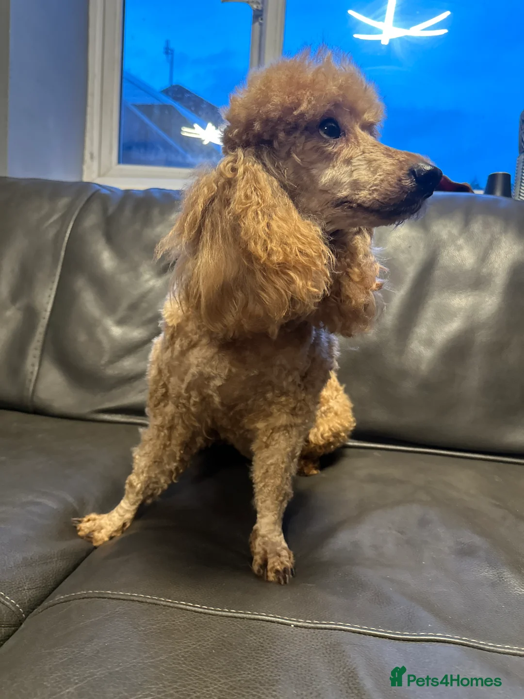 Miniature Poodle dogs for sale: Fully vaccinated poodles - Advert 12