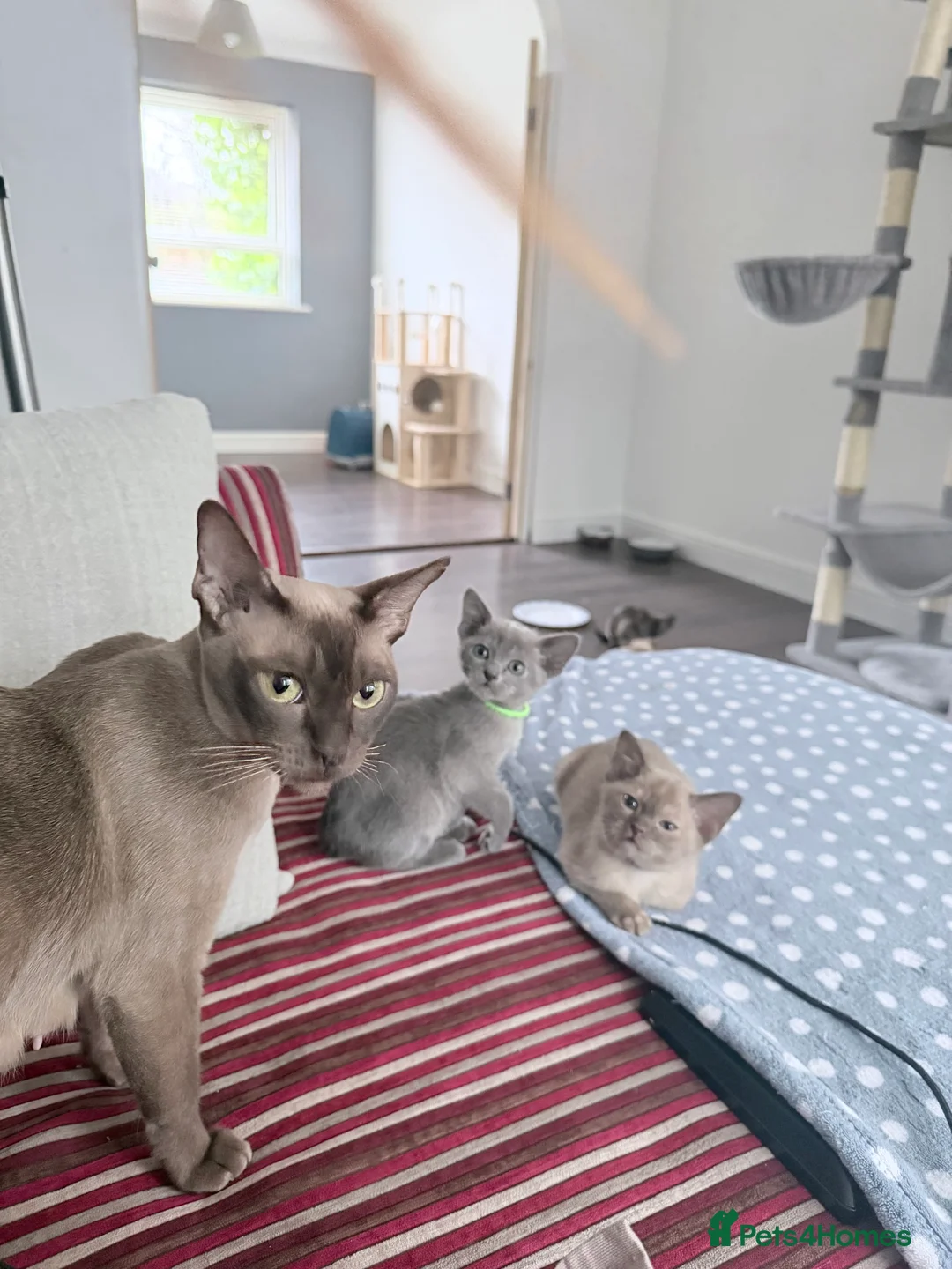Burmese cats for sale: GCCF-Home raised-Chocolate girl unexpectedly avail - Advert 2