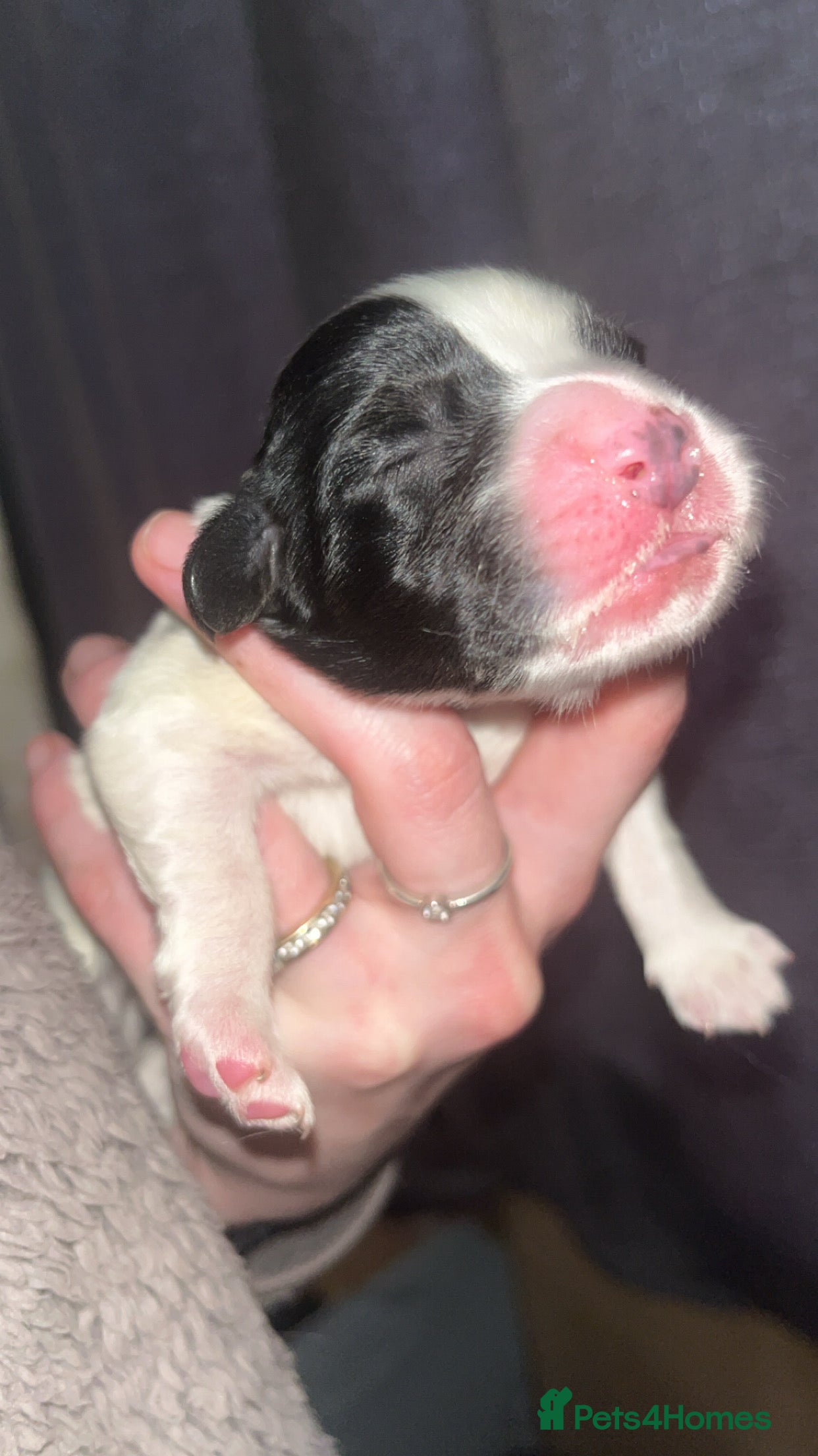 Sprocker dogs for sale: 12 beautiful sprocker spaniels  - Advert 13