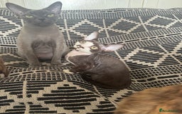Devon Rex cats for sale: 1 girl left Devon Rex Kittens – Exceptional Type  in Stamford - Image 36