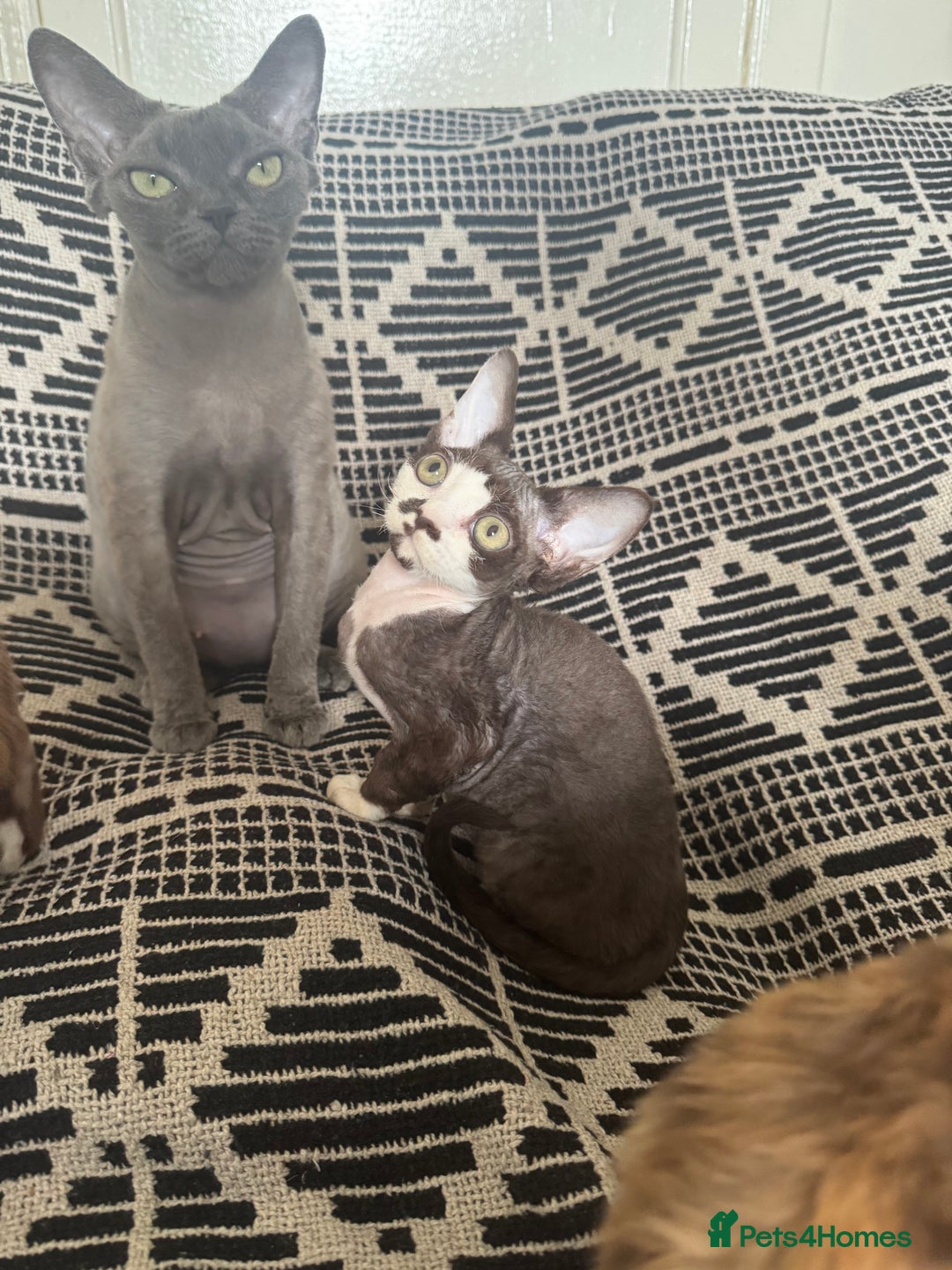 Devon Rex cats for sale: 1 girl left Devon Rex Kittens – Exceptional Type  in Stamford - Image 36