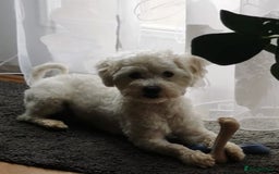 Bichon Frise dogs for stud: Boy, male. in Peterborough - Image 6