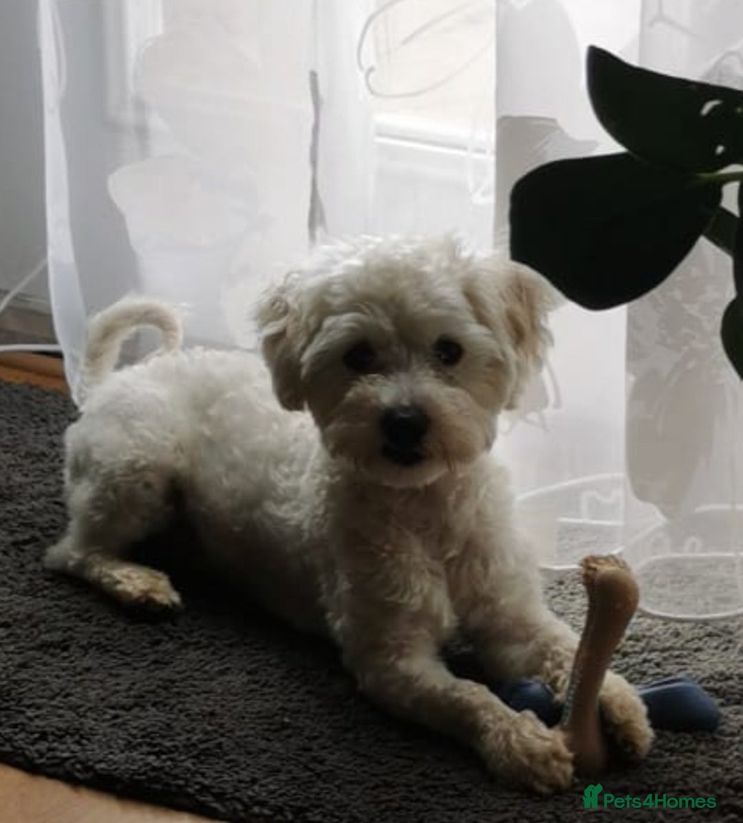 Bichon Frise dogs for stud: Boy, male. in Peterborough - Image 6