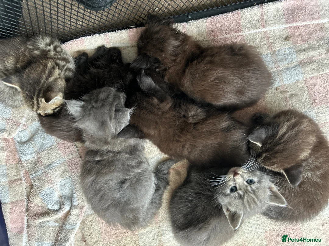 Maine Coon cats for sale: Stunning Maine Coon Cross kittens - Advert 27