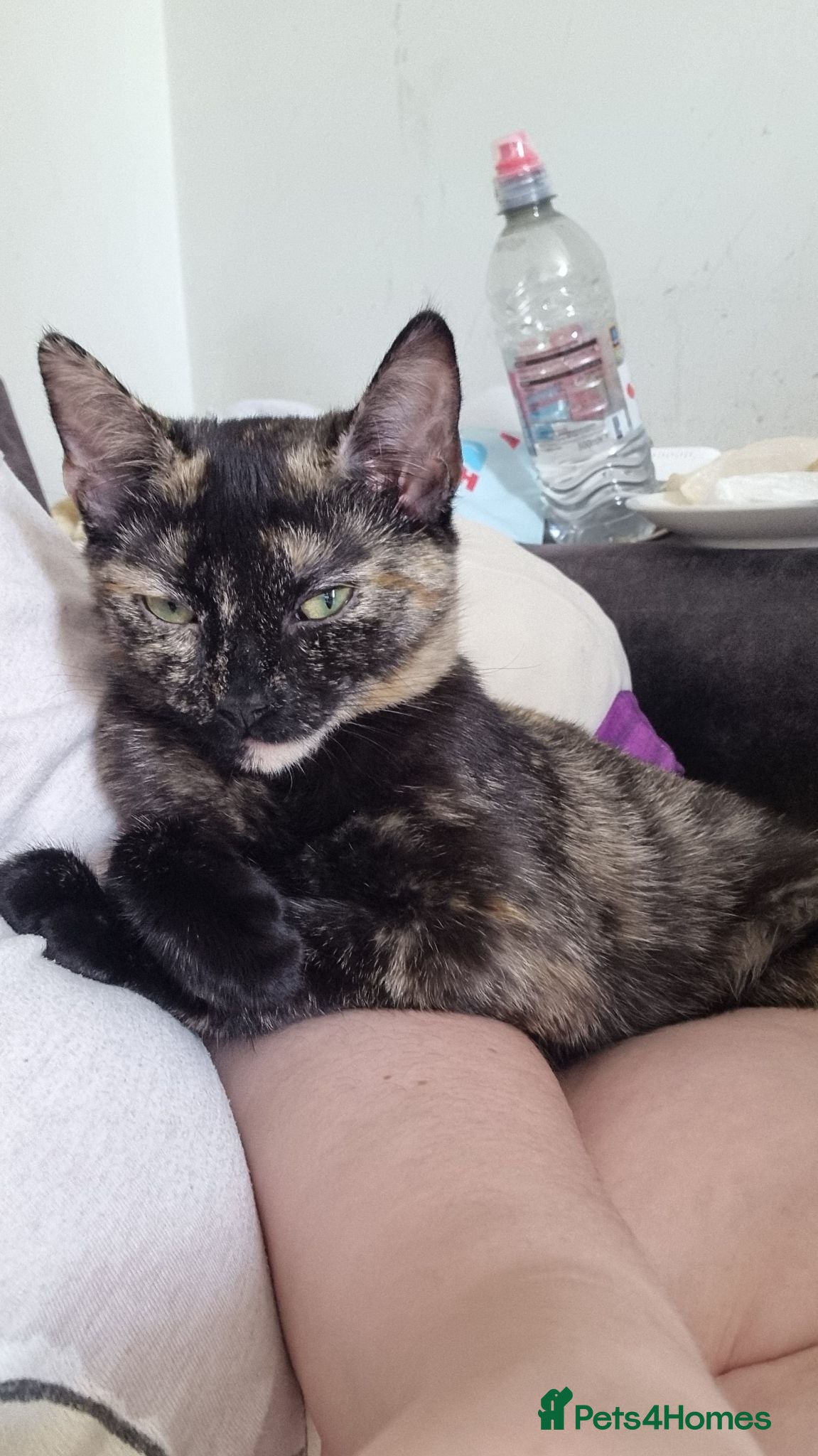 Mixed Breed cats X2 girl cats  - Advert 3