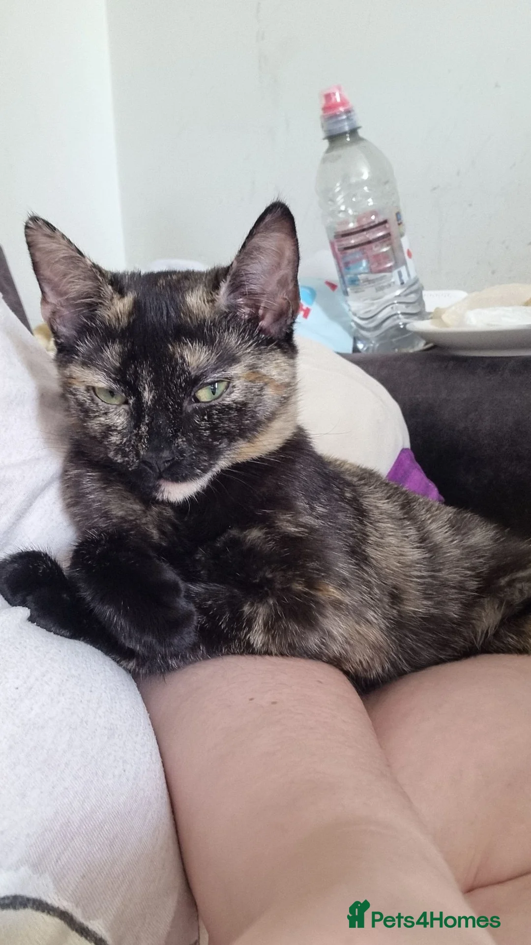 Mixed Breed cats for sale: X2 girl cats  - Advert 1