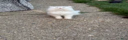 British Longhair cats for sale: Beautiful British Longhair Kittens – Boy & Girl - Advert 3