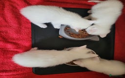 Mixed Breed cats for sale: Adorable White/Tabby Kittens Looking for Homes! 🐾 - Image 9