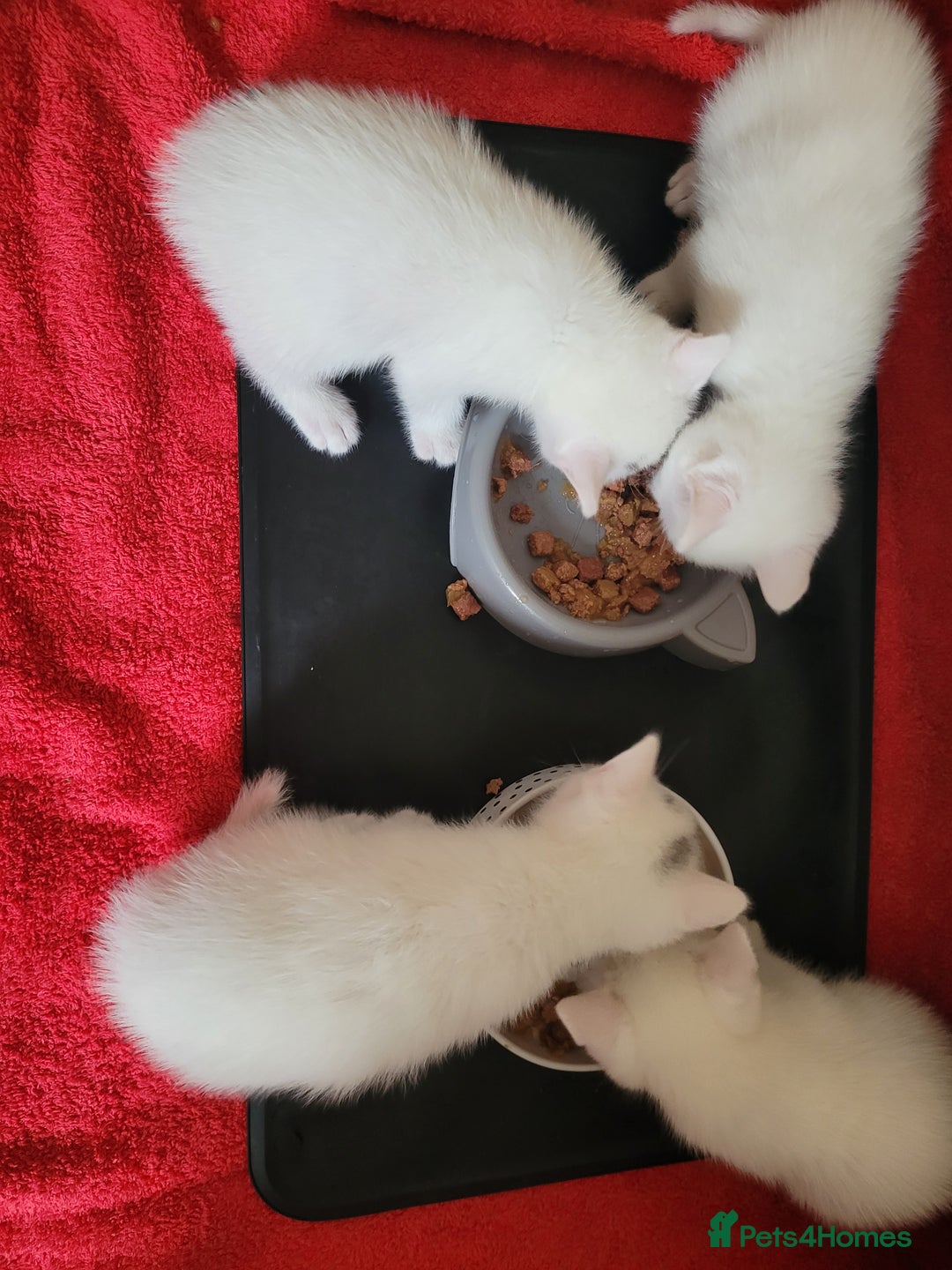 Mixed Breed cats for sale: Adorable White/Tabby Kittens Looking for Homes! 🐾 - Image 9