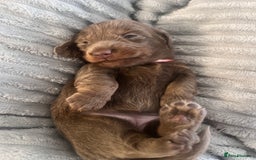Miniature Dachshund dogs for sale: 🖤🐶Beautiful Miniature Dachshund Puppies🖤🐶!! - Image 36
