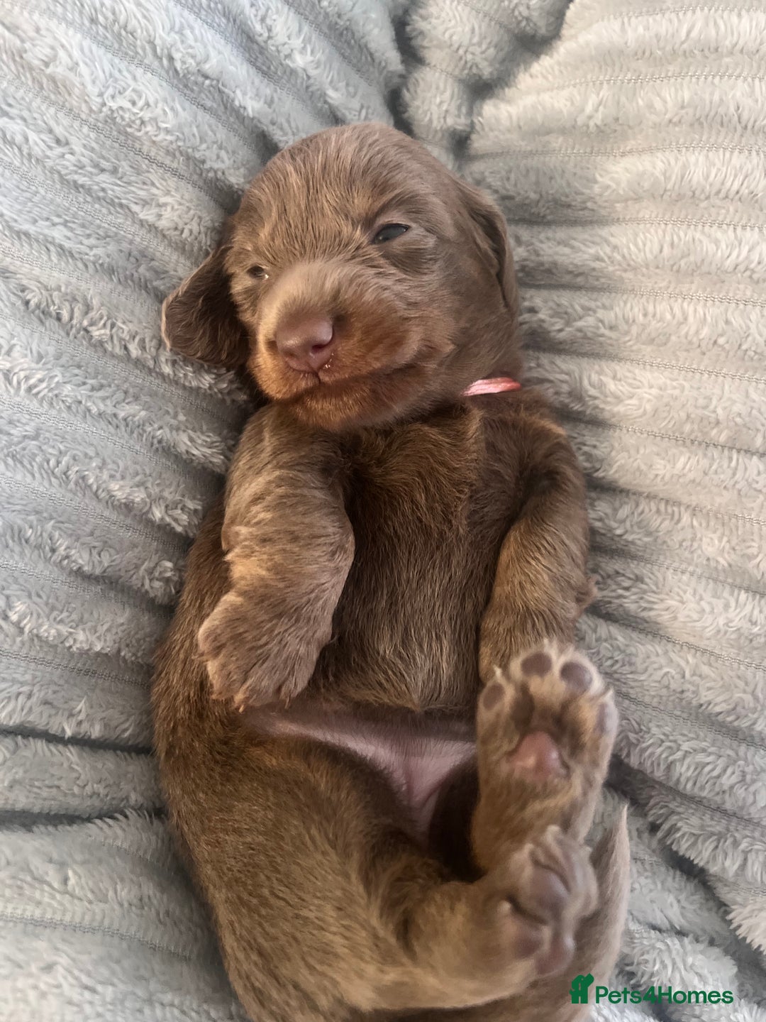 Miniature Dachshund dogs for sale: 🖤🐶Beautiful Miniature Dachshund Puppies🖤🐶!! - Image 36